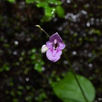 Impatiens yakandawalarum Gopallawa, Hapuarachchi & Jayathissa